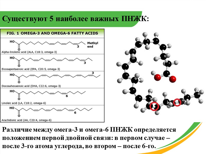 Существуют 5 наиболее важных ПНЖК: Различие между омега-3 и омега-6 ПНЖК определяется положением первой